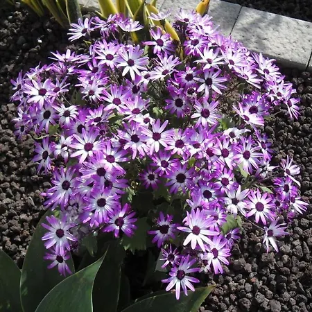 Julia Comfortable Costa Calma